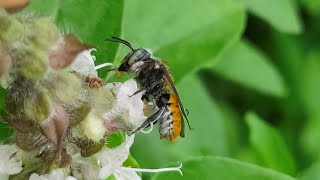 Megachile bicolor A curious bee [upl. by Suckow]