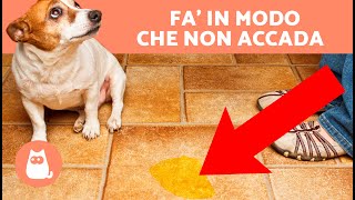 Come EVITARE che il tuo CANE FACCIA PIPÌ in CASA 🐶 8 Trucchi [upl. by Yggep]