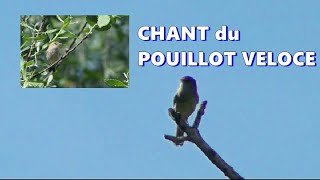 POUILLOT VELOCE  Chant dOiseau [upl. by Ykcir]