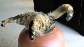 Dumme Katze springt in Topf [upl. by Yecam472]