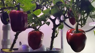 Grow Bell Peppers in Aerogarden Bounty Basic  Indoor Hydroponics Gardening  Seed Collection [upl. by Miki]