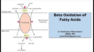 Beta Oxidation of Fatty Acid  Lipid Metabolism  Biochemistry  NEET PG [upl. by Levon]