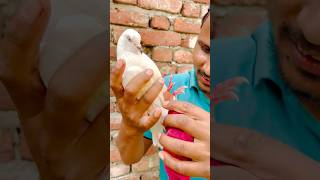 Kabuter Ke Per Me Ye Kya Laga Hua Hai  pigeon reaction shorts skpigeonloft [upl. by Gnouh]