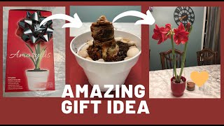 Amazing Gift Idea II Amaryllis Bulb Kit II Planting an Amaryllis Bulb [upl. by Susy223]