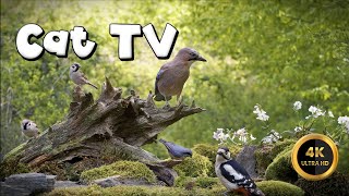 Cat TV for Cats to Watch 🐈  RELAX IN THE FOREST🐦‍⬛4K [upl. by Star]