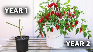 Here’s How to REGROW the Same Pepper Plant Every Year How to Overwinter Your Peppers [upl. by Cheke]