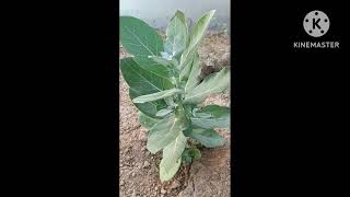 Calotropis procera plant and its xerophytic adaptation [upl. by Grannie433]