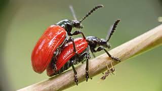 Insect Mating Macro Videography the beauty of mating prosumer lens [upl. by Eirrehc245]