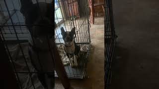 Baby Boston Terrier Howling She’s 5 months old Give Dolly A Thumbs Up 👍fancyrides5366 subscribe [upl. by Reeve274]