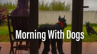 Morning With Dogs ✨ Real Time Background Piano Music For Study Reading amp Relax [upl. by Suhploda]