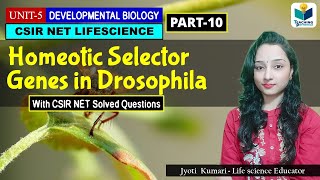 HOMEOTIC SELECTOR GENES OF DROSOPHILA  DEVELOPMENTAL BIOLOGY OF DROSOPHILAPART10 CSIR NET [upl. by Inar]