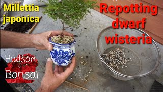 A light repotting of Millettia japonica dwarf wisteria [upl. by Rea]