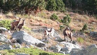 Rando Pyrénées  rencontre avec les isards [upl. by Love]