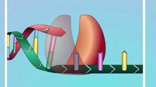 HIV Mechanisms of Action of NRTIs [upl. by Tserrof]