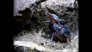 Filming amp Painting Kingfishers Inside Their Nest  Wildlife Art  Robert E Fuller [upl. by Incrocci]