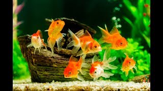 Fish Order Unboxing 1500  Goldfish Cichlids Guppy Fish Plecos Betta Fish Plants For Fish Room [upl. by Dnomsed]