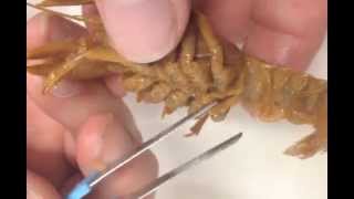 1 Determining Crayfish Gender amp Basic Anatomy [upl. by Ehman]