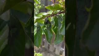 Why do my crêpe myrtles have black fungus on them Help [upl. by Normak]