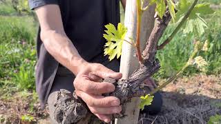 Scacchiatura del Nebbiolo in Barbaresco [upl. by Hadley]