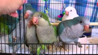 Blue Green and Albino Quaker Parrots at 6 weeks old [upl. by Namialus]