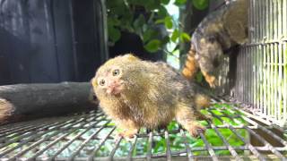 Precocious Pygmy Marmosets [upl. by Johannes]