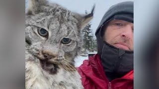 Farmer lectures a lynx after it attacked his chicken coop in British Columbia [upl. by Ellenwahs]