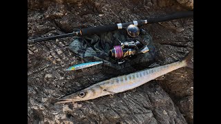 Shore jigging  Barracuda  new Shimano Stella SW 8000 HG [upl. by Kablesh823]