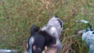 See these 10 week old blue tick puppy coon hunting dogs [upl. by Alet]