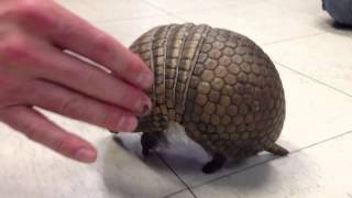 3 banded armadillo walking [upl. by Mitman271]