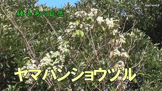 ヤマハンショウヅル 冬の雑木林で茎の葉腋に花序を出し白い花を多数咲かせた開花風景令和3年～種子島の自然 [upl. by Acinok69]