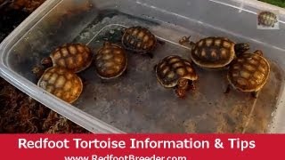 Redfoot Tortoise Hatchling Care Tutorial [upl. by Stevie]