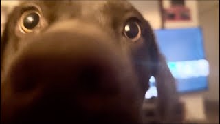 Dog wants privacy when she is cleaning herself try’s multiple times to dolphin nose the camera off [upl. by Aradnahc]