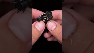 Unboxing the Critically Endangered Rote Roti Island Snake Neck Turtle‼️ Chelodina mccordi [upl. by Coward826]