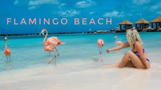 Flamingo Beach Aruba Renaissance Private Island Everything You Need To Know [upl. by Anawal895]