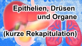 Epithelien Drüsen und Organe [upl. by Mcgruter142]