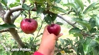 QUALITY on M7 M106 M111 Rootstock  Gala Orchard Apples Best Production  Tall Spindle  Himachal [upl. by Alcina]