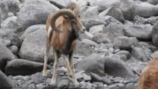 Ladakh urial HD Shapo male Ovis aries vignei wild wild animals wild animals ladakh Leh ladakh [upl. by Lewis]