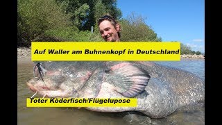 WallerWorkshop Teil 16  Welsangeln am Buhnenkopf toter Köderfisch  Umlenken by Stefan Seuß [upl. by Asiela489]