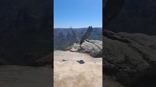 Slowmotion of the Cinereous Vulture quotGerêsquot released in Portugal [upl. by Aitnas947]