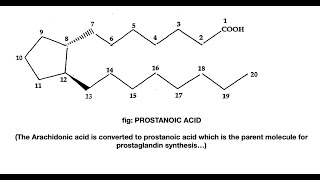 MISOPROSTOL  Role of Prostaglandins in Peptic Ulcer [upl. by Lebasi663]