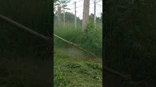 CUTTING THE EXTREMELY OVERGROWN GRASS AND WEEDSlawncare weedeater grasscutter brushcutter grass [upl. by Llehcim472]