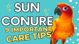 Tips For A Healthy amp Happy Sun Conure  Sun Conure Care [upl. by Ornstead]