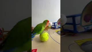 Bird Training  Smart lovebird Parrot  Smart Little Cute Parrot training smartparrot cute [upl. by Jacklyn574]