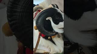 Domba tanduk dombagarut domba dombakuring goat animals shortvideo shortsfeed shorts short [upl. by Ymeraj616]