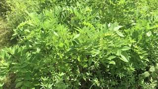 Gliricidia shrub tree legume [upl. by Atal266]