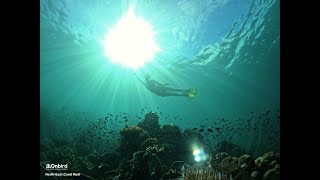 Echtes Schnorcheln auf der Insel Phu Quoc Vietnam [upl. by Yasibit348]