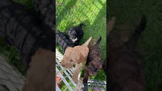 Charm and Carl Australian Labradoodle Puppies [upl. by How83]