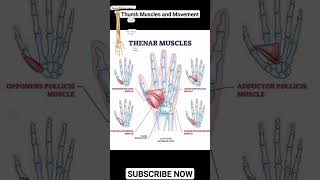 Thumb Muscles and Movement anatomyphysiology thumb movement [upl. by Adnolaj597]