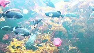 Tokyo Sea Life Park Japan 葛西臨海水族園 Kelp forest ケルプの森 [upl. by Moshell385]