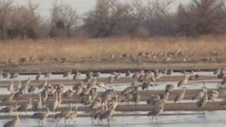 Sandhill crane migration March 2009 [upl. by Brocklin]